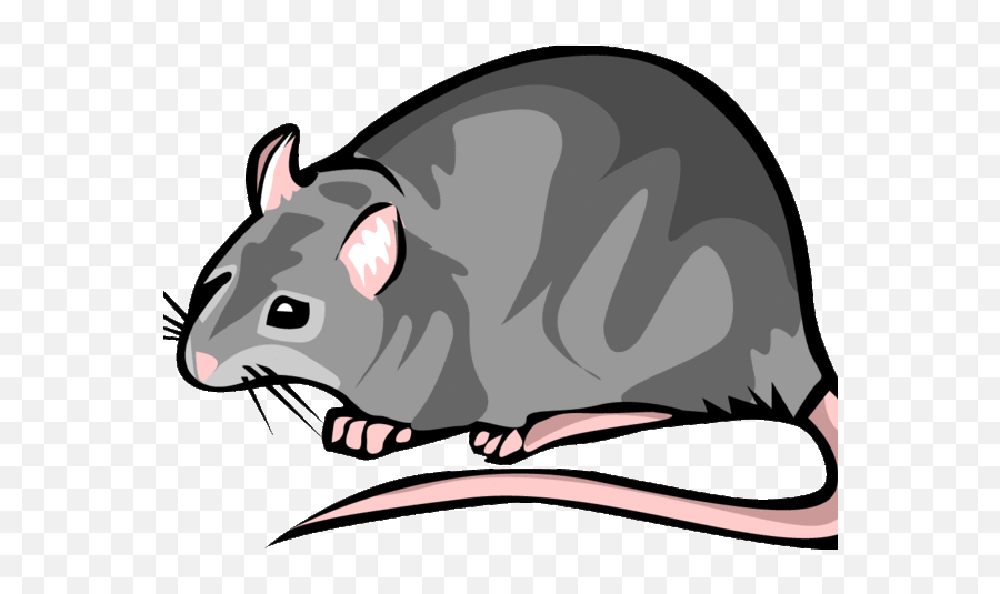 Rats Share Food More Generously When They Smell Hunger - Transparent Background Easy Rat Clipart Emoji,Animals And Emotions