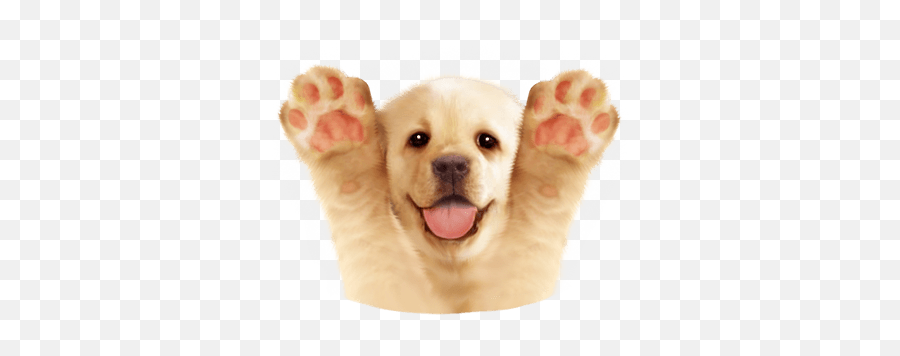 Emoji,Kakao Dog Emoticon