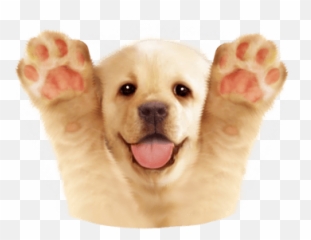Emoji,Kakao Dog Emoticon