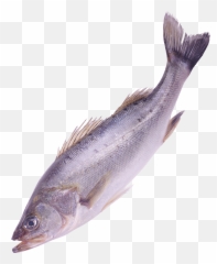 Download Fish Four - Png Format Fishes Png Full Size Png Emoji,Fishes Swimming Emojis