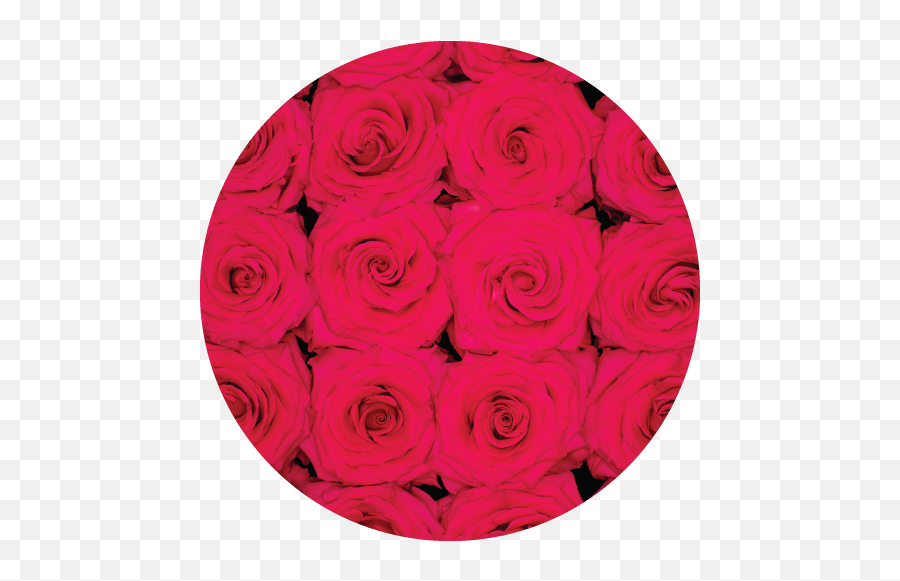Rosaprima Welcomes Their Newest Additions Of 2021 - Rosaprima Emoji,Purple Rose Emoji