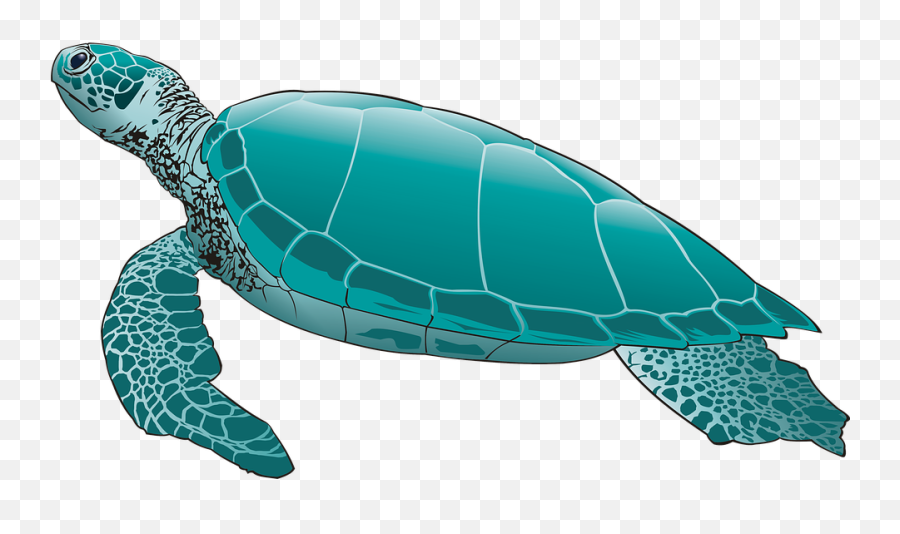 Free Photo Green Turtle Scuba Diving - Turtle Png Emoji,Turtle Emotions