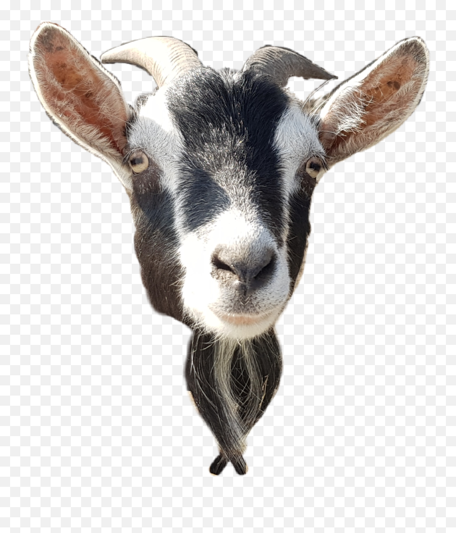 Goat Head Animals Sticker By Emanuele Marinini - Transparent Goat Head Png Emoji,Goat Emoji Png