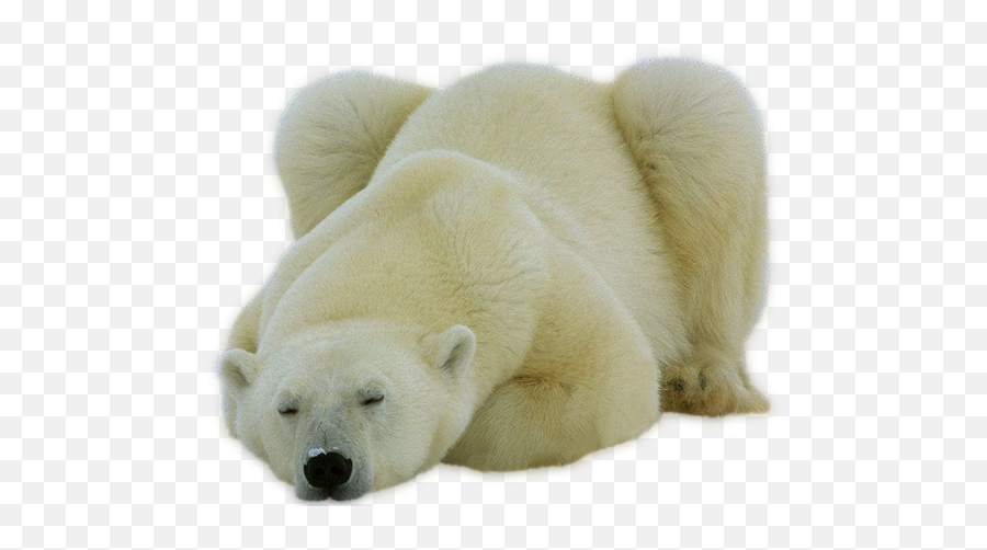 Polar Bear Png Official Psds - Polar Bear Png Emoji,Polar Bear Emojis
