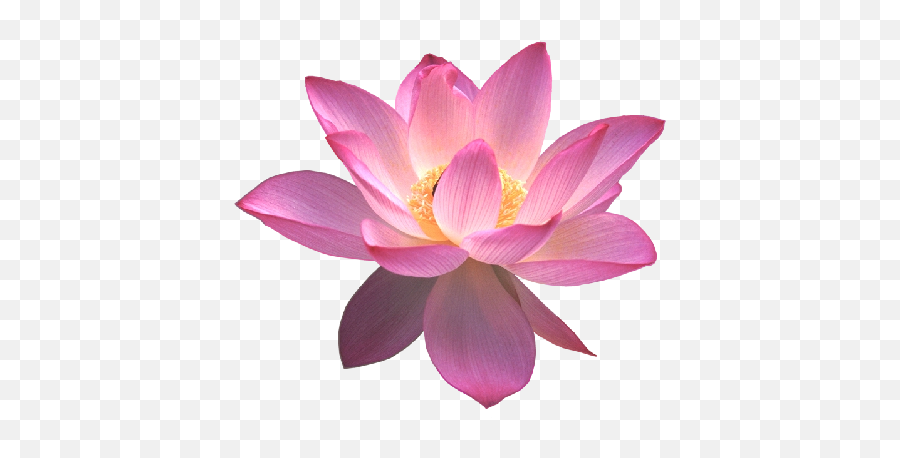 Lotus Flower Of Life Png Here You Can - Mahavatar Babaji In Lotus Emoji,Work Complite Emoticons