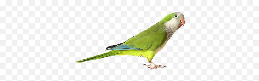 Green Cute Parrot Transparent - 16815 Transparentpng Green Parrot Png Emoji,Parrot Emoji