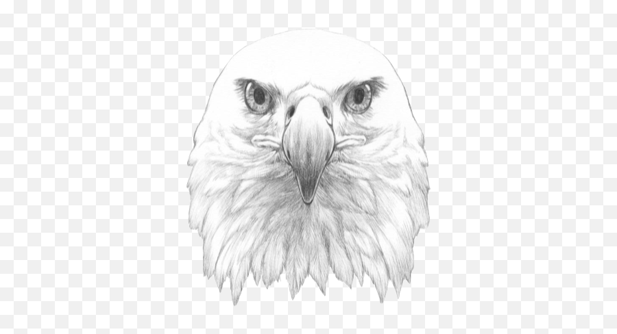 Potomack Intermediate Homepage - Eagle With Glasses Emoji,Eagle Emoticon Ipad