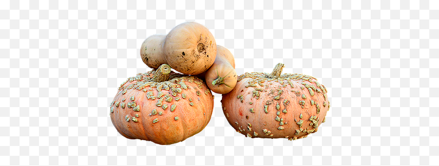 100 Free Pumpkins Isolated U0026 Pumpkin Images - Pixabay Gourd Emoji,Pumpkin Emotion Faces