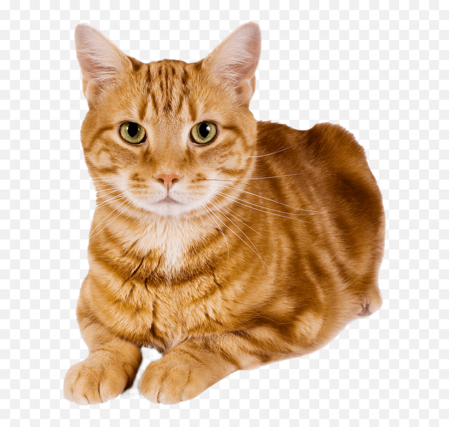 The Cost - Transparent Ginger Cat Png Emoji,Neutered Dog Emoticons