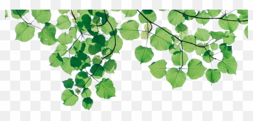 Emirates Fly Better World Cup Transparent Background Png - Lovely Emoji,Leaf Emoji Png