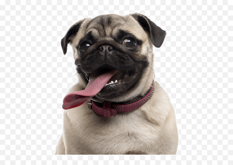 French Bulldog Puppies For Sale - Adoptapetcom Transparent Pug Png Emoji,My Scottish Terrier Doesn't Show Emotions