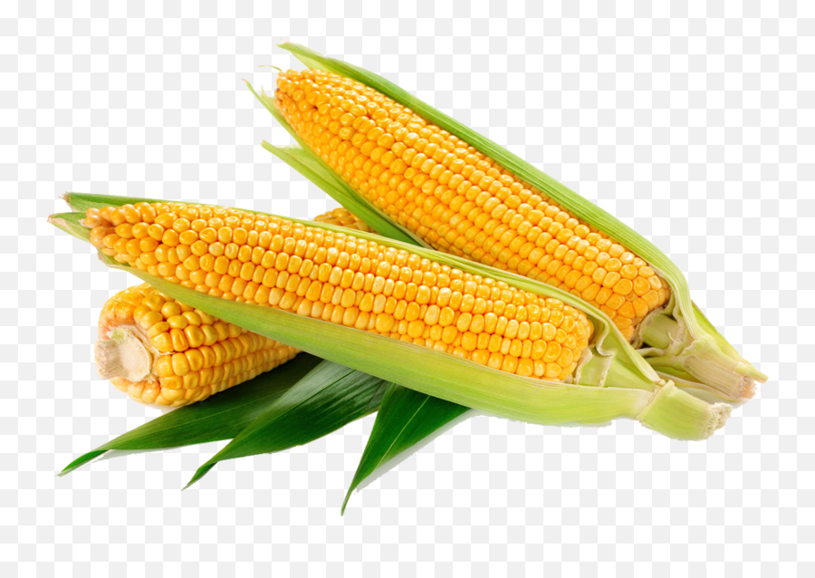 Free Transparent Waxy Corn Png Download - High Quality Corn Emoji,Corn Cob Emoji Shirt