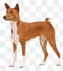 Cafe Pefe - Dog With Pointy Nose Emoji,Dogs Emotions