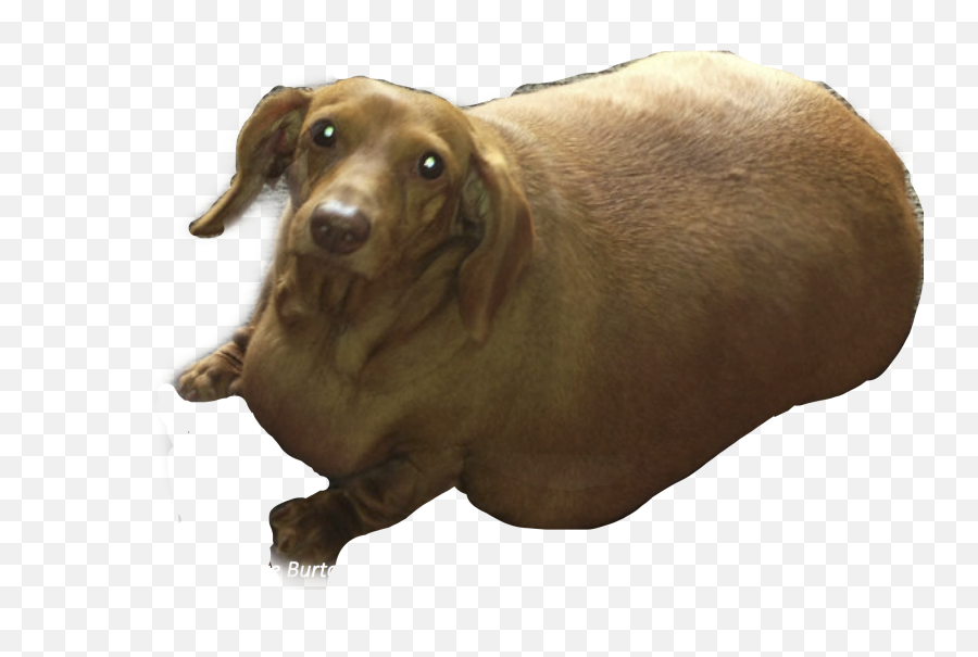 The Most Edited Bodypositive Picsart - Dachshund Emoji,Dachshund Emoticon