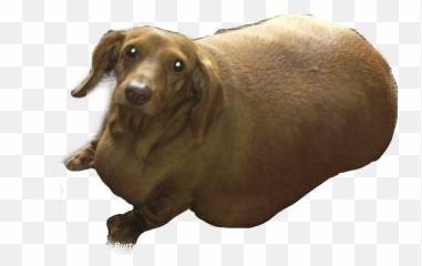 The Most Edited Bodypositive Picsart - Dachshund Emoji,Dachshund Emoticon