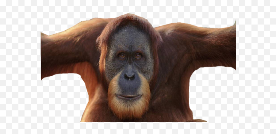 Animals - Free Png Images Starpng Emoji,Orangutan Emoji