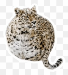 Telegram Sticker From Round Animals Pack Emoji,Ajguar Emoji