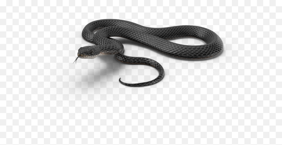 Snake Animal Black Dark Sticker - Serpent Emoji,Black Mamba Emoji
