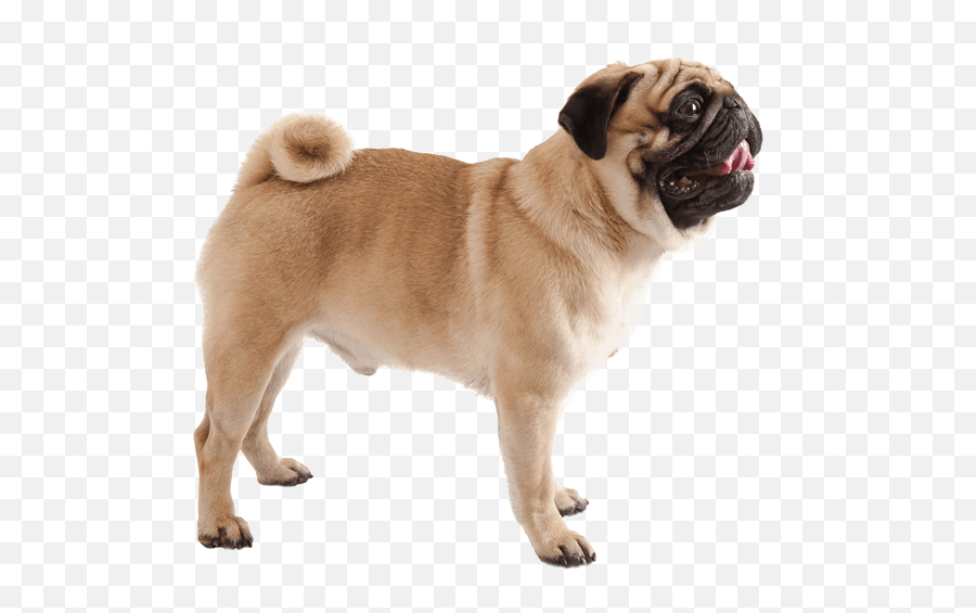 Pug - Walking Puppy Transparent Background Emoji,Dog With Flat Face Emotion