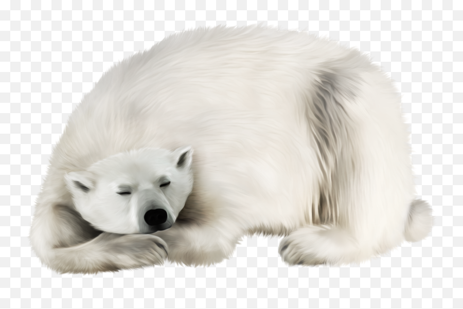 Polar White Bear Png Resolution1316x794 Transparent Png - Polar Bear Emoji,Polar Bear Emojis
