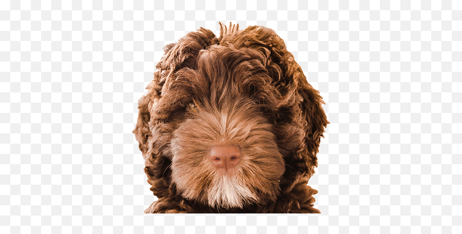 Trustedpals Pet Insurance - Dog Emoji,Dogs Emotions