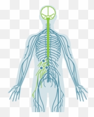 Disrupt Your Pain - Tension Cycle Cohen Trigger Point Center Emoji,Meaning Of Different Skeleton Emojis