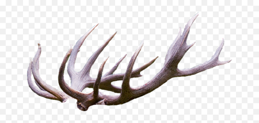 Antlers Sticker - Antler Emoji,Antler Emoji