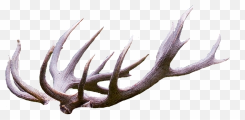 Antlers Sticker - Antler Emoji,Antler Emoji