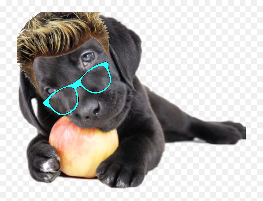 Dog Remix Hair Glasses Apple Sticker - Dog Toy Emoji,Studious Emoji