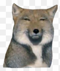 Dog Dontcare Pokerface Wolf Calm Sticker By Chang - Wolf Poker Face Emoji,Calm Face Emoji