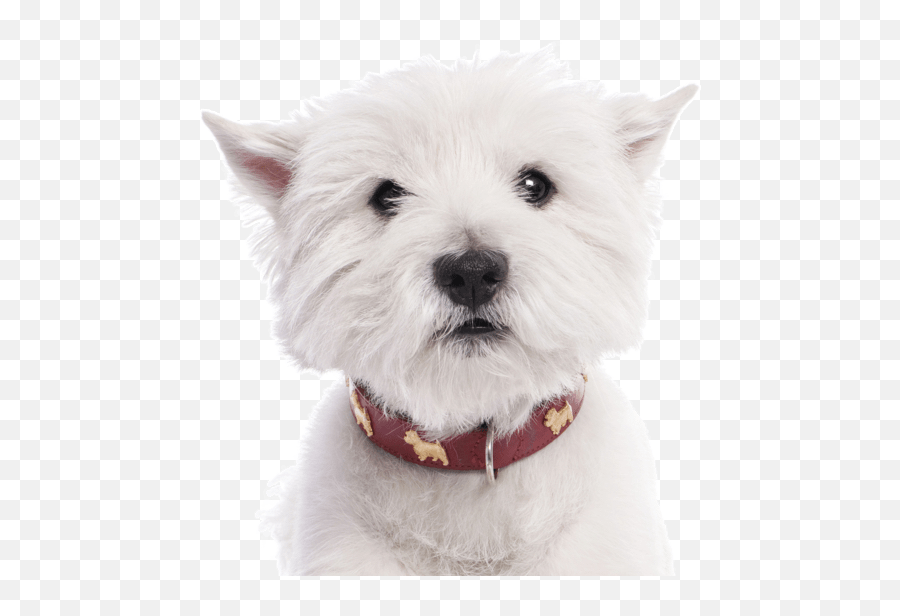 Westie West Highland White Terrier - Average Lifespan Of A Westie Emoji,Why My Scottish Terrier Doesn't Show Any Emotions