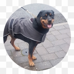 Reviews U2013 Rocketo - Dog Clothes Emoji,Colitis Emoticon Of Fall Down Laughing