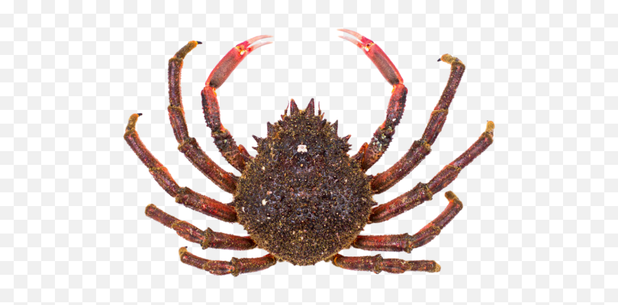 Galician Seafood Delivery Gourmet Galician Seafood - Cancer Emoji,Meme Crab With Knife Cancer Emotions
