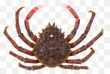 Galician Seafood Delivery Gourmet Galician Seafood - Cancer Emoji,Meme Crab With Knife Cancer Emotions