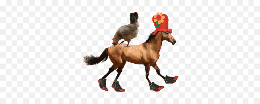 Top Horse Jumping Stickers For Android U0026 Ios Gfycat - Pet Horse Emoji,Mustang Pony Emoticon