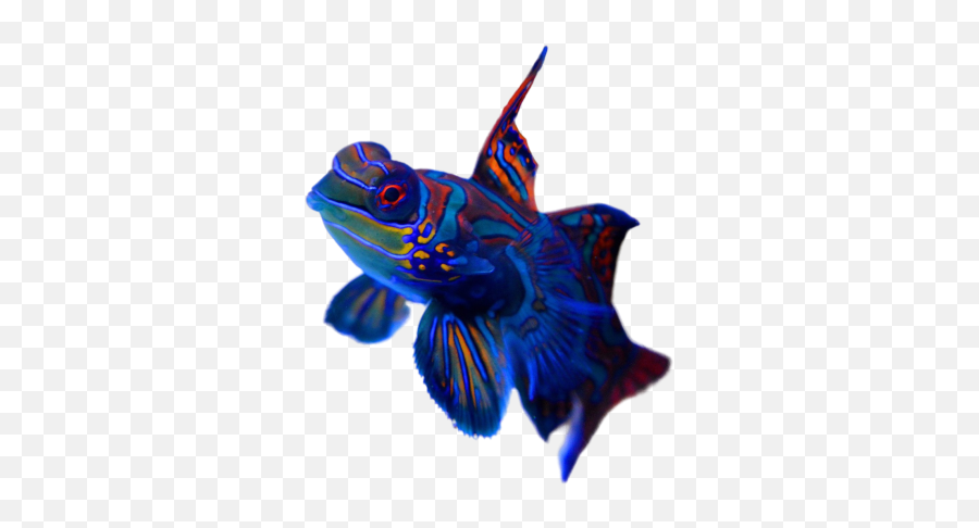 Fish Png Images Download Fish Png Transparent Image With Emoji,Fishes Swimming Emojis