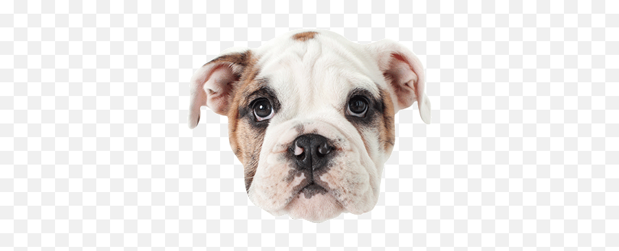 Puppy Face Png U0026 Free Puppy Facepng Transparent Images - Traditional Sport Emoji,Puppy Dog Face Emoji