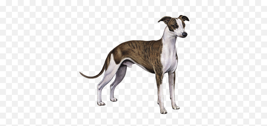 Whippet Facts - Whippet Transparent Emoji,Whippets High On Emotion