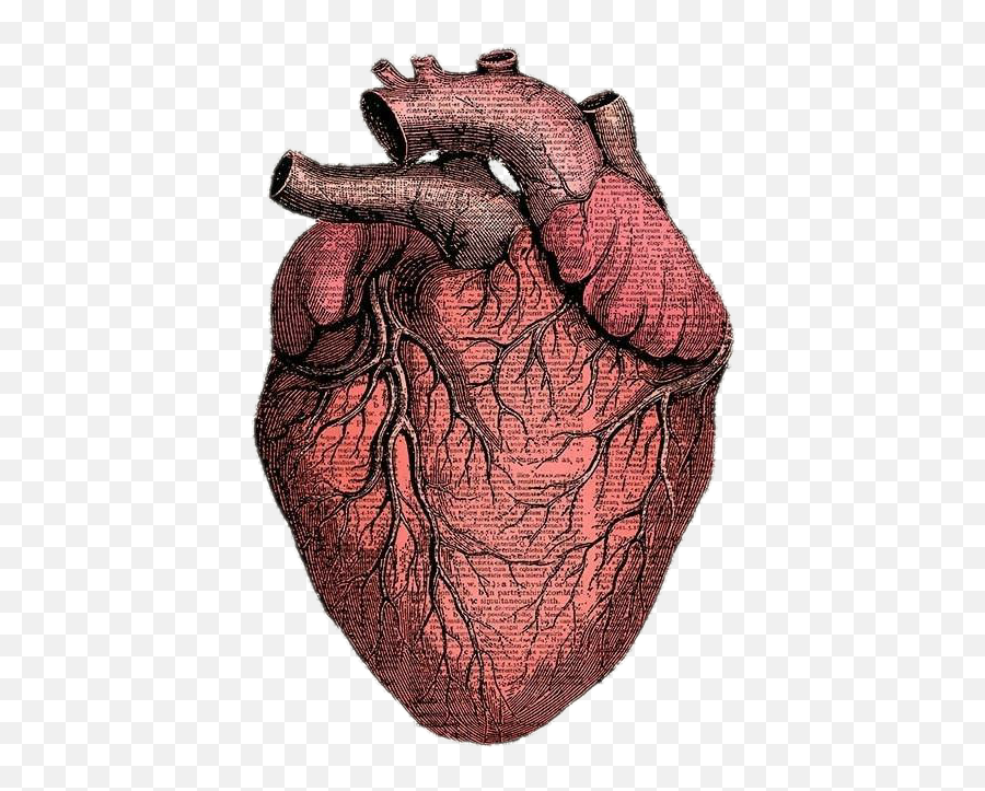 Anatomical Heart Png - Heart Sticker Hearts Anatomy Heart Anatomy Png Emoji,Stitch Emoji Iphone