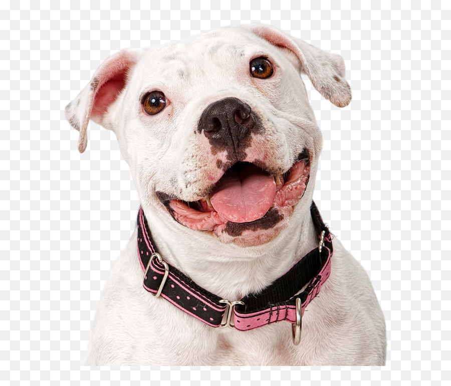 Emancipet - Pit Bull Emoji,Neutered Dog Emoticons