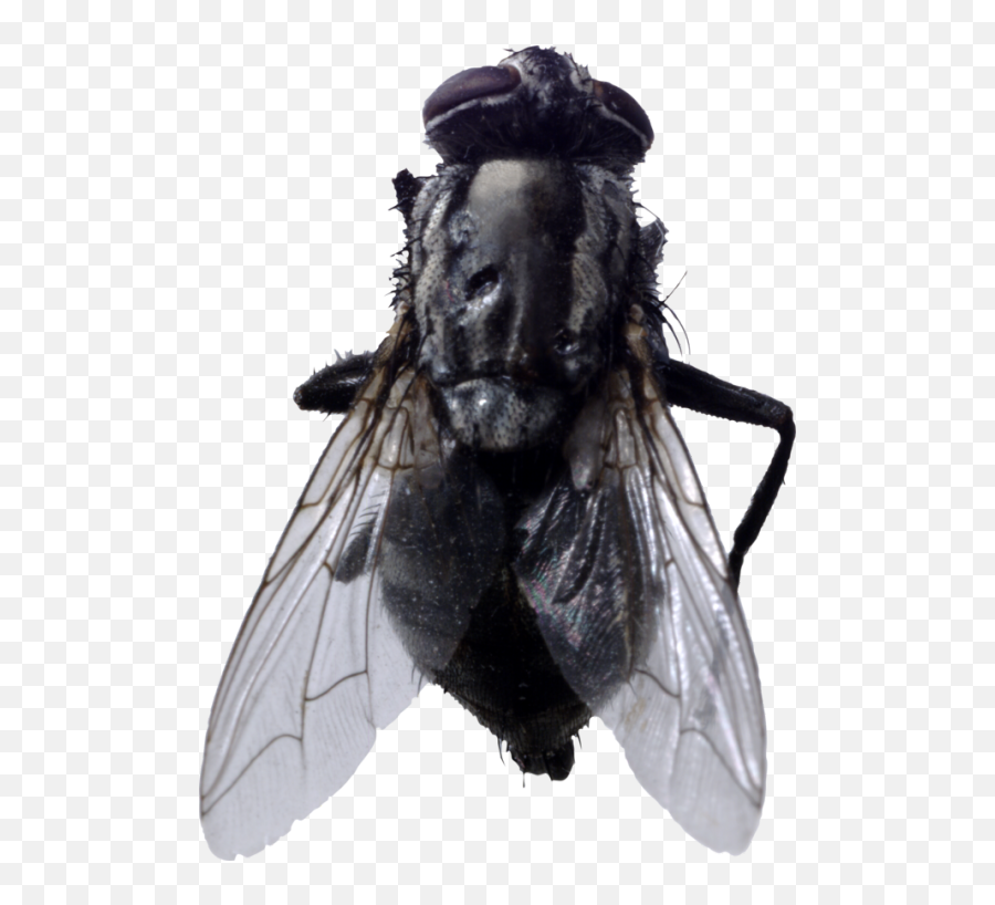 Profile - Transparent Fly Png Emoji,Housefly Emoticon