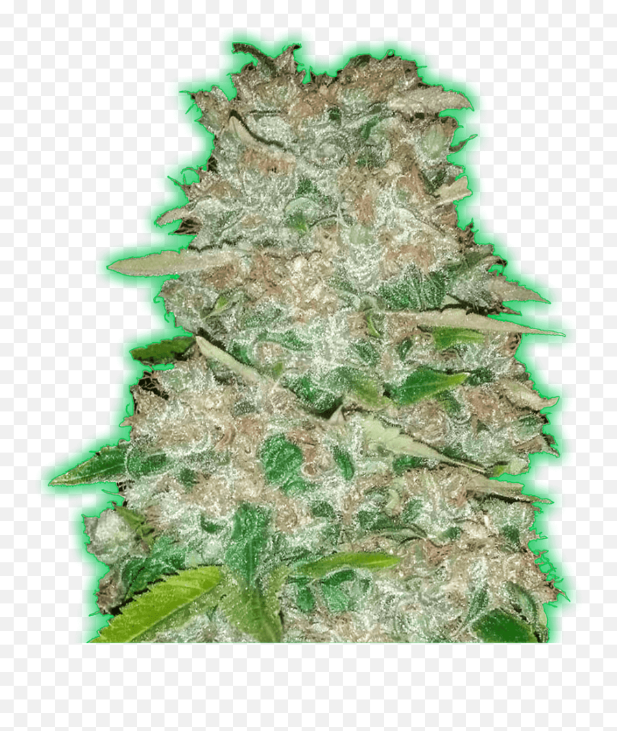 Monster Gorilla Glue By Monster Genetics From Seed City - Monster Bruce Banner Auto Effects Emoji,Weed Emoticon Reggae Transparent