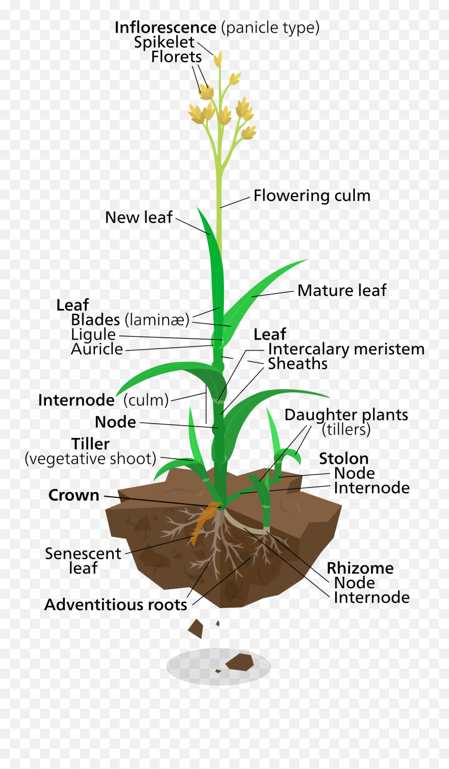 Filegrassy Grass Plantsvg - Wikipedia Blade In A Plant Emoji,Grass Emoji