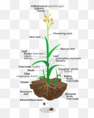 Filegrassy Grass Plantsvg - Wikipedia Blade In A Plant Emoji,Grass Emoji