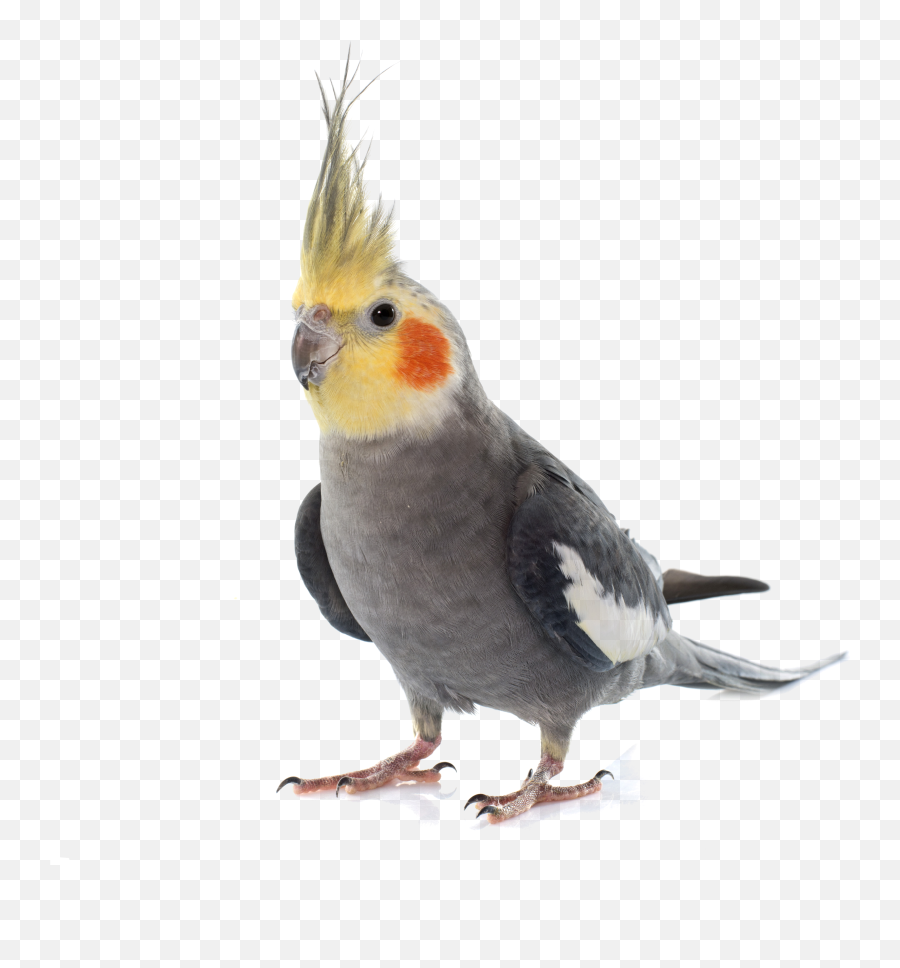 Medical V Behavioral Issue In Pet Birds Cockatiel Pet - Parrot Cockatiel Emoji,Parrot Emoji