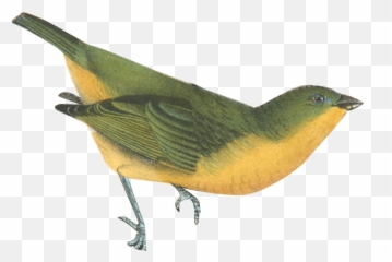 Ae Gif Quiz U2013 Page 5 U2013 Motion Graphics With Tom U0026 Jerry - Domestic Canary Emoji,Emoji Quiz 2