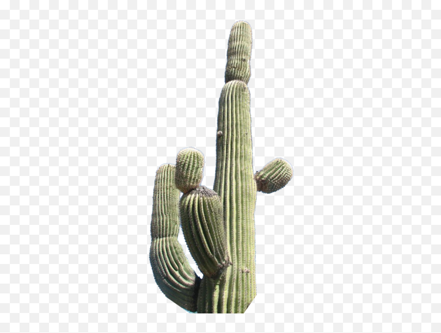 Cactus2 Psd Official Psds Emoji,What Is Saguaro Cactus Emoji