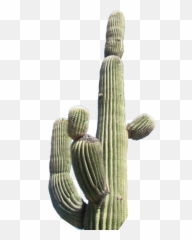 Cactus2 Psd Official Psds Emoji,What Is Saguaro Cactus Emoji