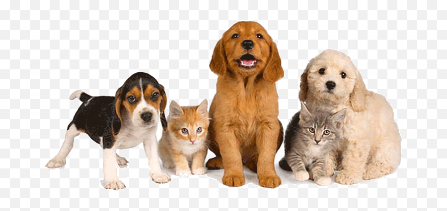 Pet Friendly Addiction Treatment Center Ken Seeley Communities - Pet Supplies Emoji,Emotion Support Animal