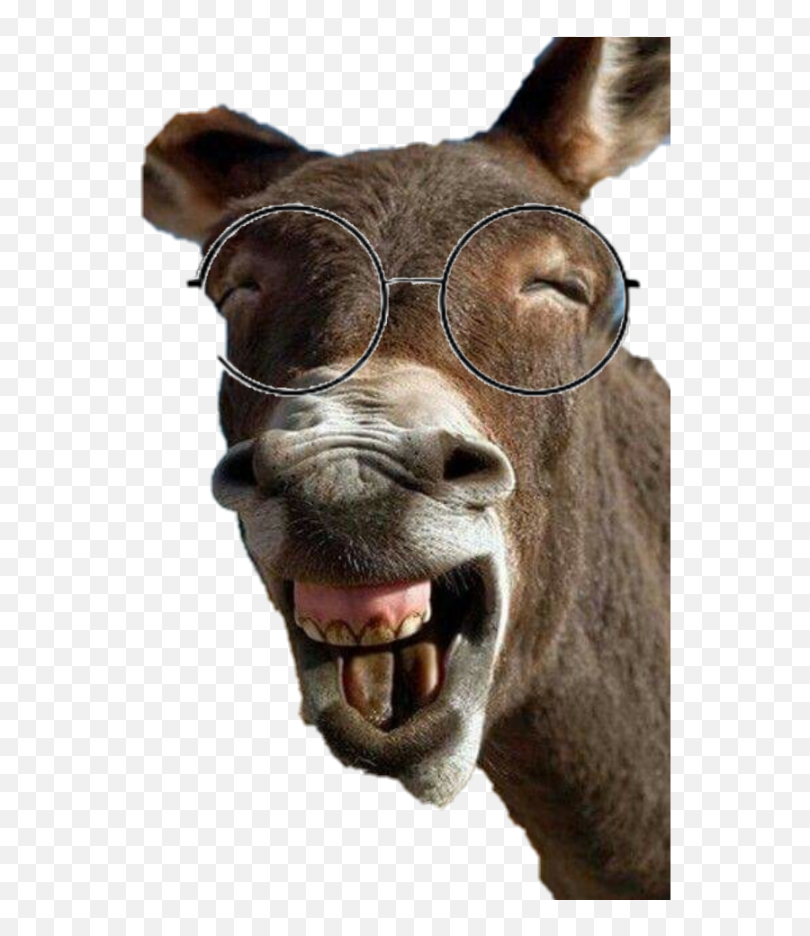 The Most Edited Asino Picsart Emoji,Emoji Glasses Teeth